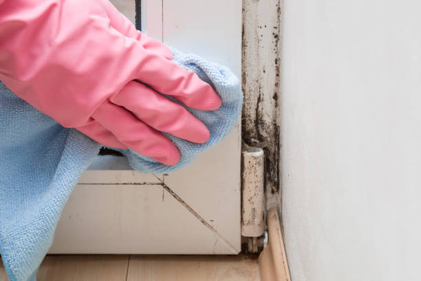 Best DIY Mold Remediation Support Services in Princeton Meadows, NJ