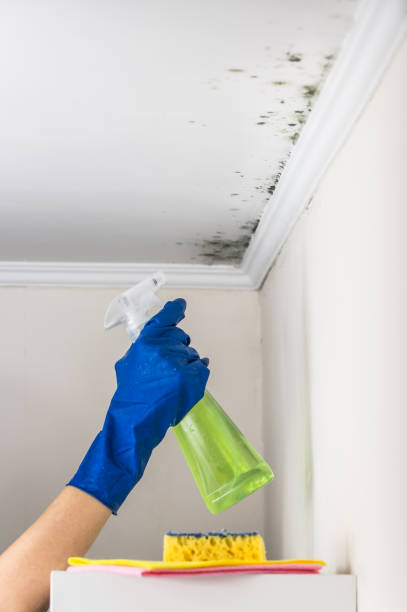 Best Mold Remediation for Schools in Princeton Meadows, NJ